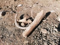 Spitalsfriedhof SALK Impressionen 8 (c) maic.jpg