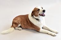 Haustiere (c) LMZ Otto Wieser.jpg