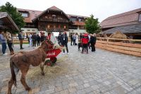 Austrian Alpine Open Night Golfclub Gut Altentann (c) GEPA pictures Mandl Bild 5.jpg